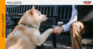 Service Dog Pet Therapy