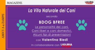 personalità dei cani