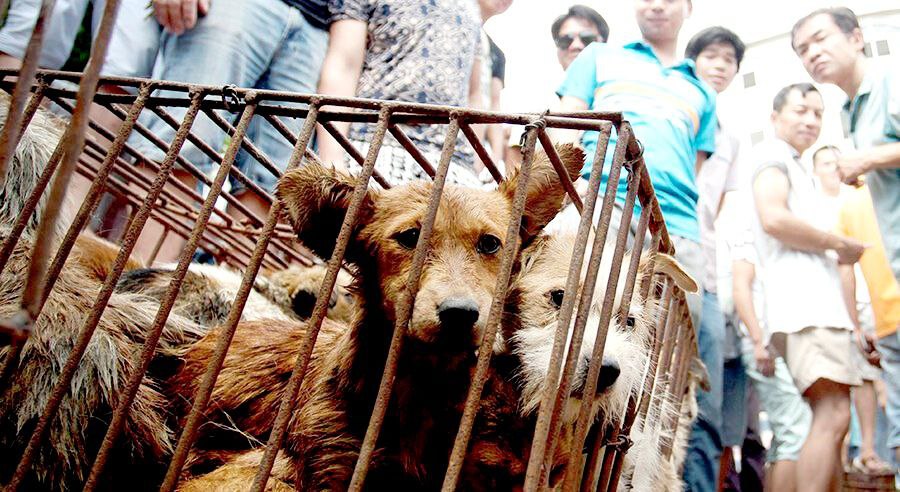 Cani in gabbia al festival di Yulin