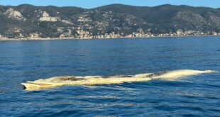 Carcassa di balenottera spiaggiata a Finale Ligure